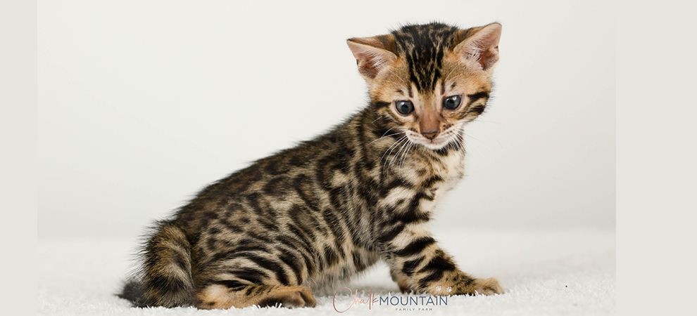 Bengal kitten for sale